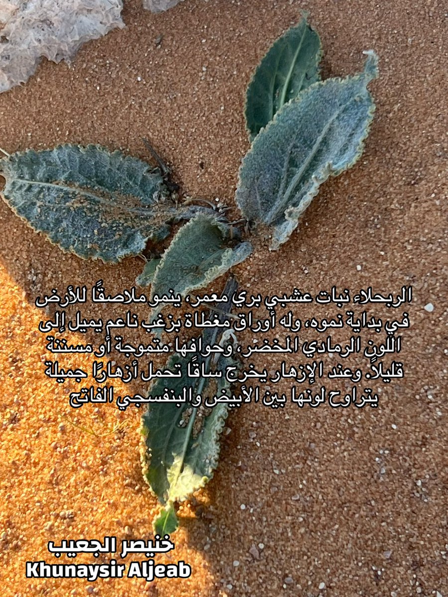 kw_089's tweet photo. نبات الربحلاء https://t.co/NQlGD8NYhs