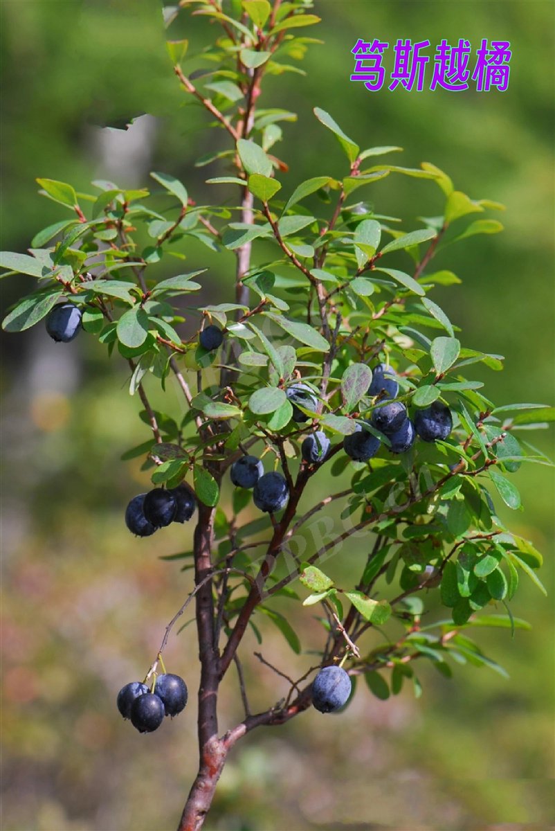 NickieDalmoro's tweet photo. This year’s new-season wild blueberries are so good! Bursting with natural sweetness and juicy, no added sugar needed. Perfect for smoothies or straight snacks  #FoodFind #FreshProduce https://t.co/toh0BVUa47