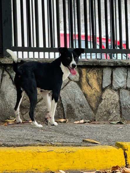 A64029345's tweet photo. Extraviado, desorientado. En las plaza Caracas de LAS PALMAS, AV ANDRÉS BELLO. 1:00 pm domingo 26 de julio https://t.co/5QVS70tZVj
