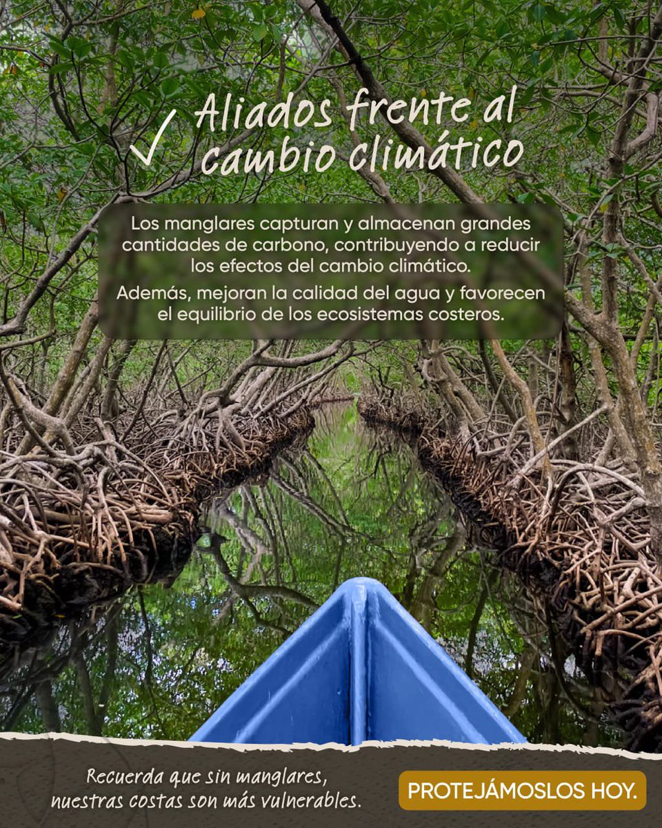 sernaHN's tweet photo. Día Internacional de los Manglares 🌱

Los manglares son ecosistemas esenciales para la protección de nuestras costas y la conservación de la biodiversidad. Su importancia ambiental los convierte en aliados para mantener el equilibrio de nuestros ecosistemas y enfrentar los desafíos climáticos.

Desde SERNA promovemos la protección y conservación de estos valiosos ecosistemas que forman parte de la riqueza natural de Honduras.