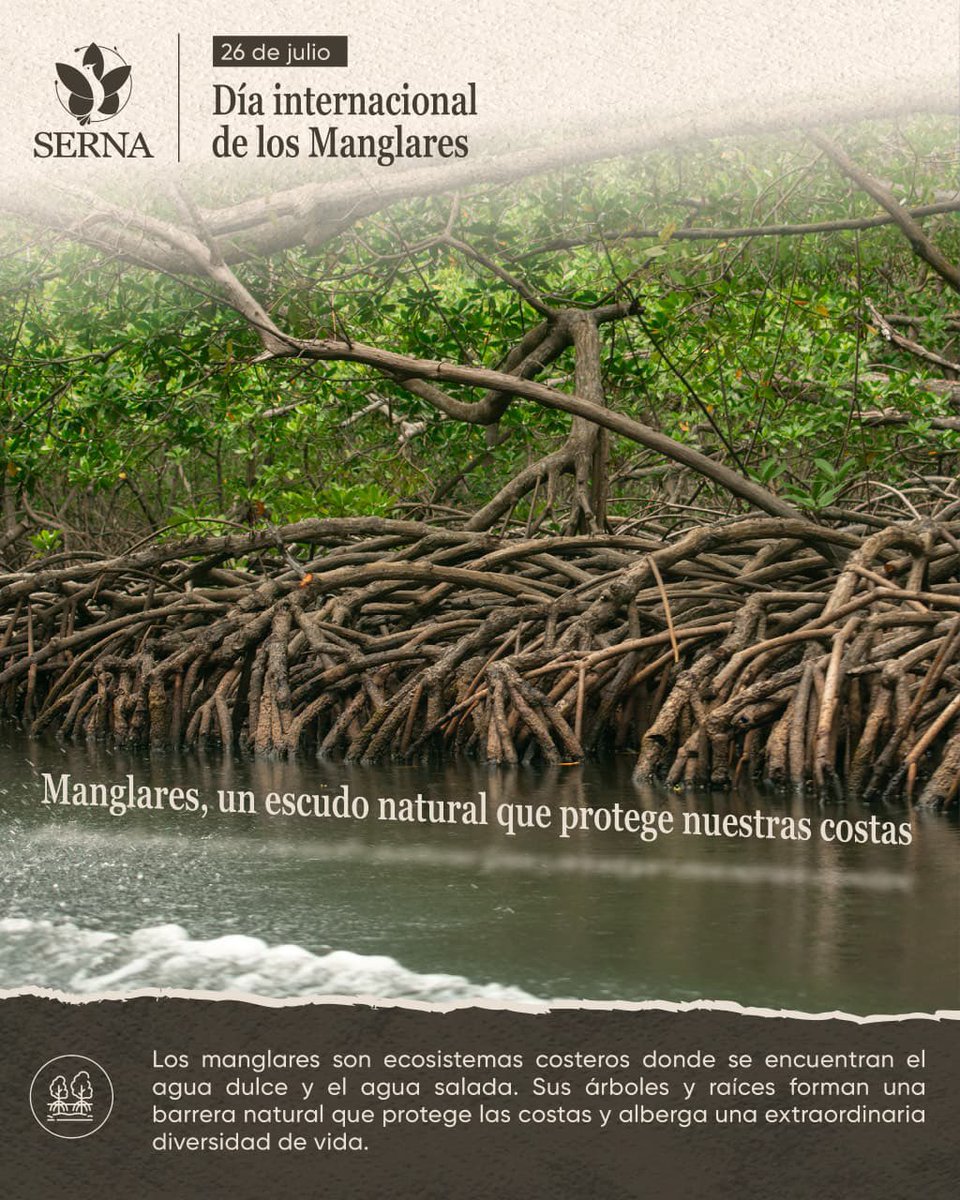 sernaHN's tweet photo. Día Internacional de los Manglares 🌱

Los manglares son ecosistemas esenciales para la protección de nuestras costas y la conservación de la biodiversidad. Su importancia ambiental los convierte en aliados para mantener el equilibrio de nuestros ecosistemas y enfrentar los desafíos climáticos.

Desde SERNA promovemos la protección y conservación de estos valiosos ecosistemas que forman parte de la riqueza natural de Honduras.