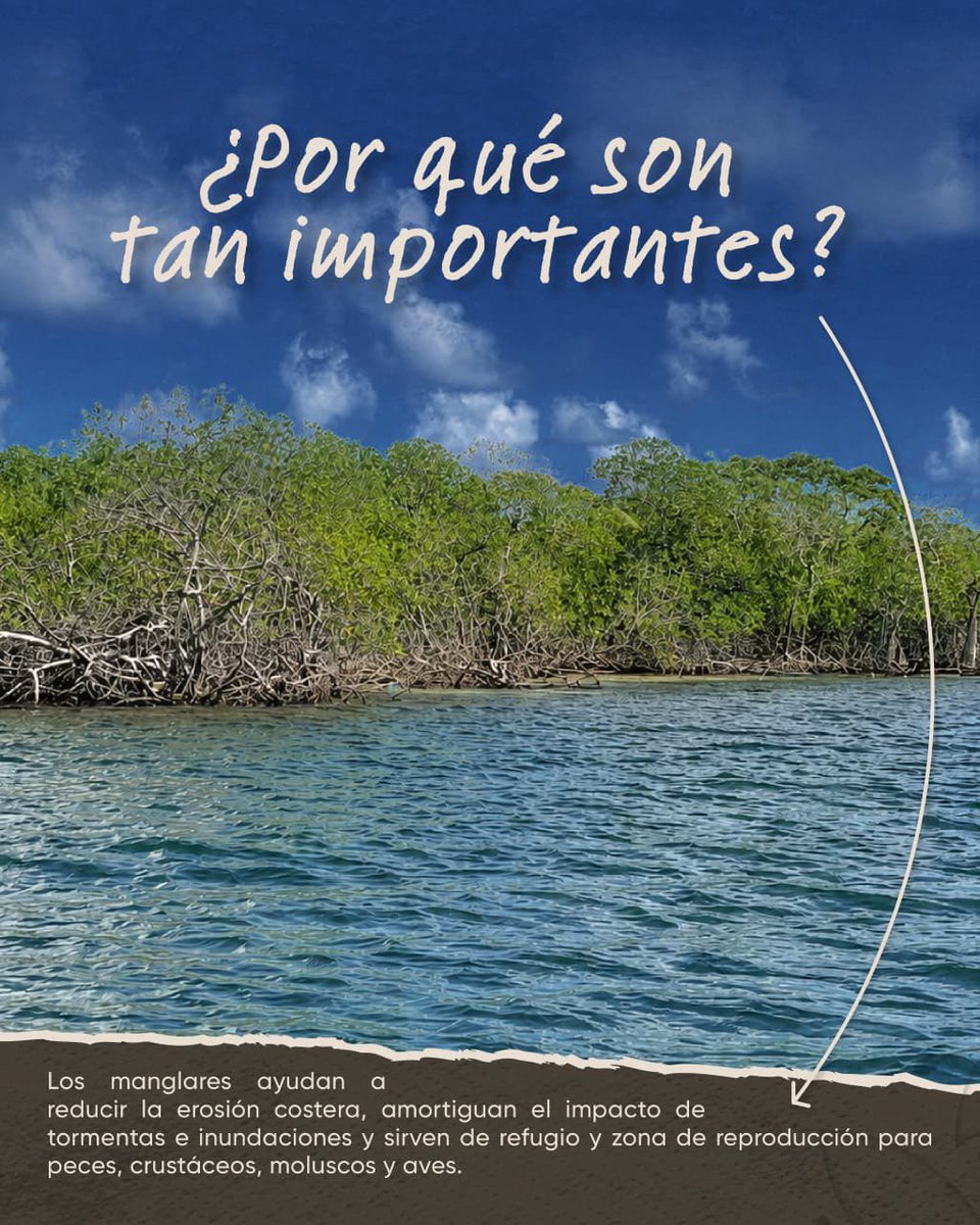 sernaHN's tweet photo. Día Internacional de los Manglares 🌱

Los manglares son ecosistemas esenciales para la protección de nuestras costas y la conservación de la biodiversidad. Su importancia ambiental los convierte en aliados para mantener el equilibrio de nuestros ecosistemas y enfrentar los desafíos climáticos.

Desde SERNA promovemos la protección y conservación de estos valiosos ecosistemas que forman parte de la riqueza natural de Honduras.