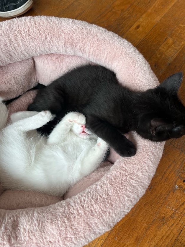 MeWowCatCafe's tweet photo. Excuse me! Can you please get off my face? I love to cuddle, but this is rude! 😹😹😹
#mewowcatcafe #catcafe #catlovers #funnycats #naptime #kittens https://t.co/oKDAjCgW0k
