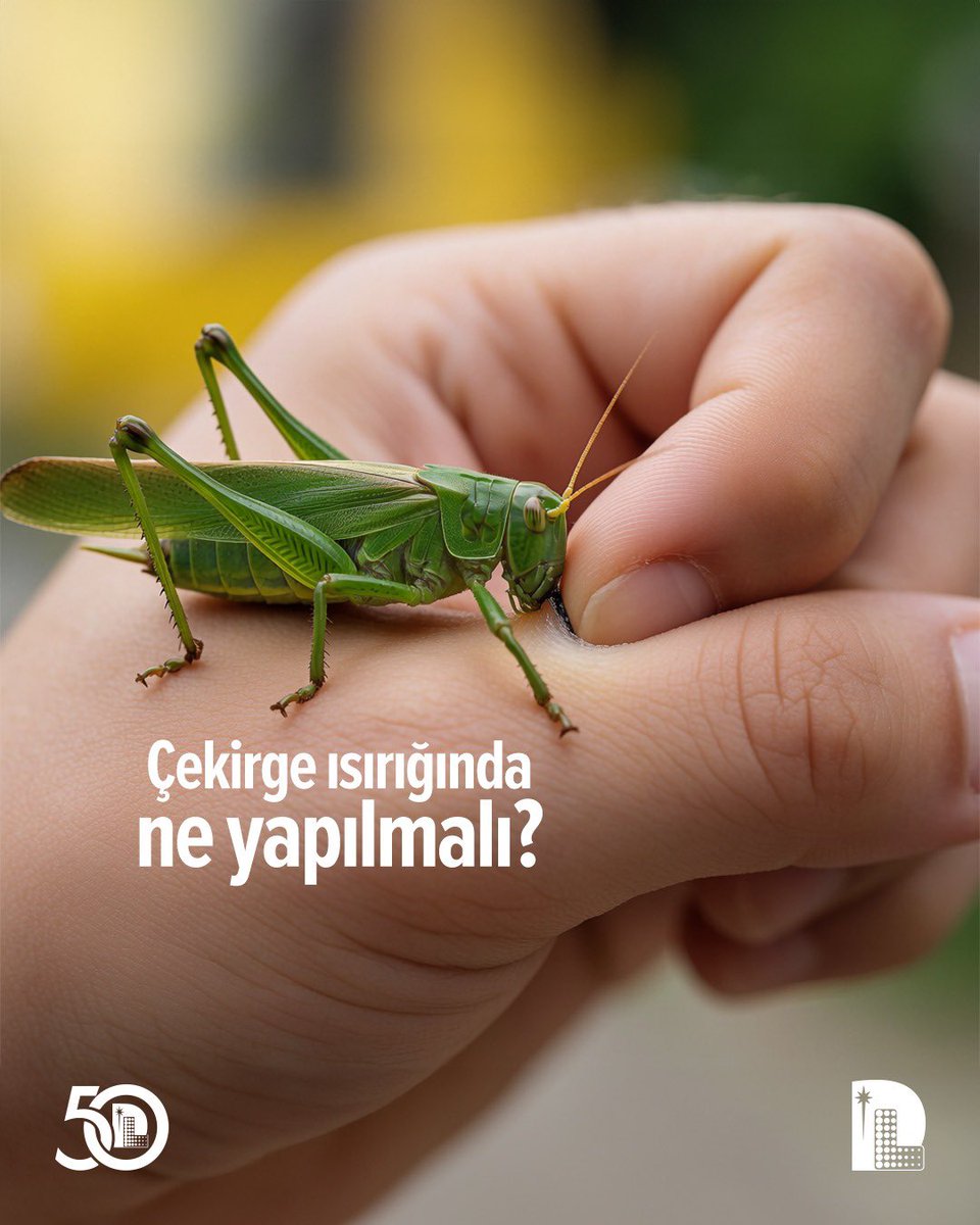 DLaboratuvari's tweet photo. 🦗 Çekirgelerden gerçekten korkmalı mıyız, yoksa asıl tehlike bahçemiz için mi?

⚠️ Son günlerde daha sık karşılaştığımız çekirgeler hakkında pek çok soru var! 

❓Çekirgeler size zarar verir mi?
❓Çekirge ısırığında ne yapılmalı?
❓Çekirgeleri bahçenize ne çeker?
❓Bahçeye ve eve girmeleri nasıl önlenir?

ℹ️ Çekirgeler çoğunlukla insanlar için ciddi bir sağlık riski oluşturmasa da nadiren ısırabilir, ciltte hafif tahrişe yol açabilir ve özellikle yoğun olduklarında bitkilere zarar verebilir.

🔍 Çekirgelerle karşılaştığınızda nelere dikkat etmeniz gerektiğini, bahçenizi nasıl koruyabileceğinizi ve hangi durumlarda önlem almanız gerektiğini sizler için derledik.

❗️Çekirge ısırığında ne yapılmalı? 👉🏻 Bir çekirge tarafından ısırıldıysanız:
✔️ Isırılan bölgeyi sabun ve suyla nazikçe yıkayın.
✔️ Şişlik veya hassasiyet varsa soğuk kompres uygulayın.
✔️ Ağrı varsa, sizin için uygunsa reçetesiz bir ağrı kesici kullanılabilir.
✔️ Kaşımayın, kaşıntı oluşursa kalamin losyonu gibi yatıştırıcı bir ürün kullanabilirsiniz.
✔️ Beklenenden daha büyük bir şişlik, yaygın döküntü, nefes darlığı veya enfeksiyon belirtileri görülürse, bir doktora başvurun.

🔗 Uzm. Dr. Tutku Taşkınoğlu'nun “Çekirgeler Size Zarar Verir mi?” yazısının tamamı için 👉🏻 https://t.co/tpxN9PV1s0

@Amipgiardia 

#DüzenSağlıkGrubu #GüncelSağlıkKonuları #Çekirge