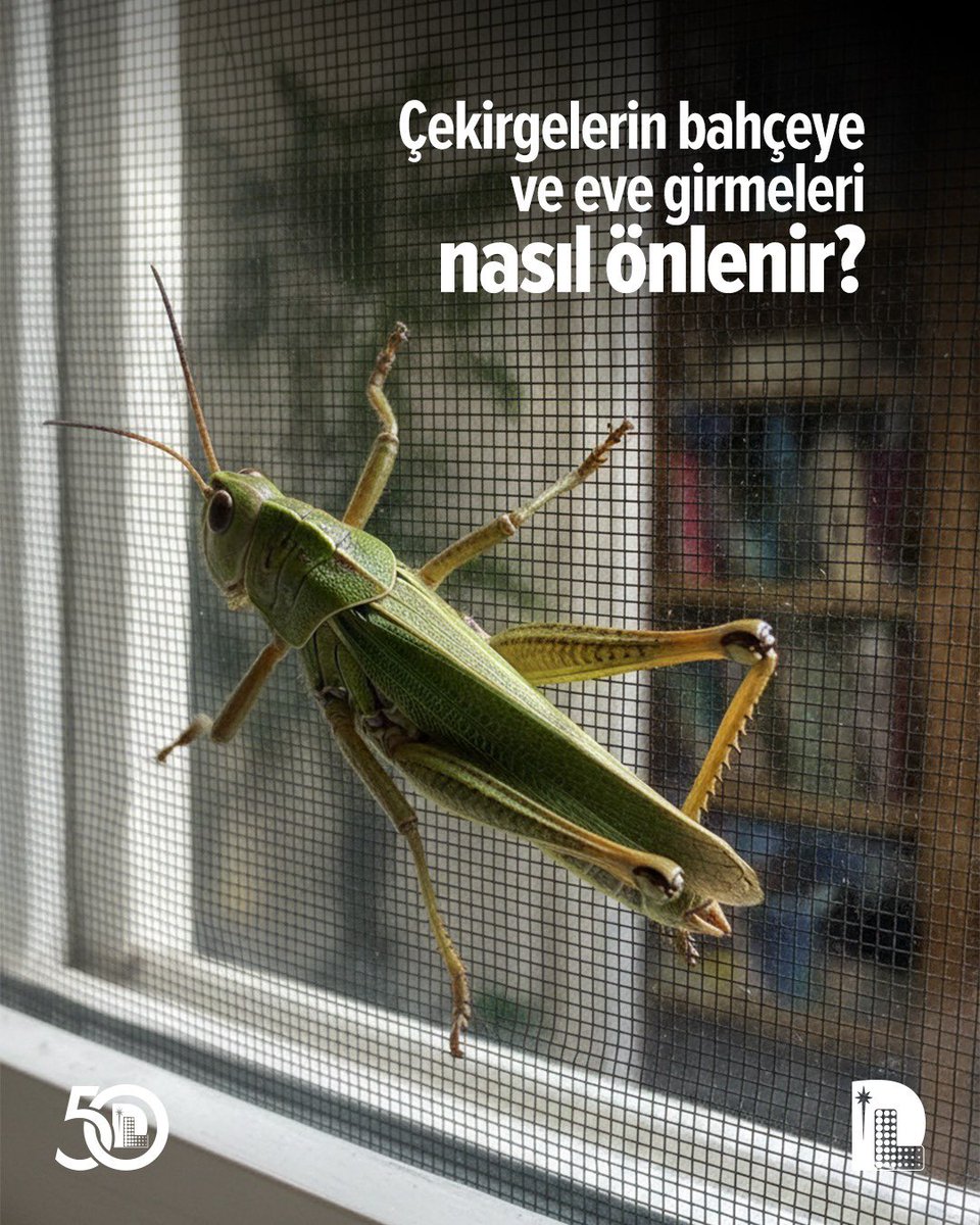 DLaboratuvari's tweet photo. 🦗 Çekirgelerden gerçekten korkmalı mıyız, yoksa asıl tehlike bahçemiz için mi?

⚠️ Son günlerde daha sık karşılaştığımız çekirgeler hakkında pek çok soru var! 

❓Çekirgeler size zarar verir mi?
❓Çekirge ısırığında ne yapılmalı?
❓Çekirgeleri bahçenize ne çeker?
❓Bahçeye ve eve girmeleri nasıl önlenir?

ℹ️ Çekirgeler çoğunlukla insanlar için ciddi bir sağlık riski oluşturmasa da nadiren ısırabilir, ciltte hafif tahrişe yol açabilir ve özellikle yoğun olduklarında bitkilere zarar verebilir.

🔍 Çekirgelerle karşılaştığınızda nelere dikkat etmeniz gerektiğini, bahçenizi nasıl koruyabileceğinizi ve hangi durumlarda önlem almanız gerektiğini sizler için derledik.

❗️Çekirge ısırığında ne yapılmalı? 👉🏻 Bir çekirge tarafından ısırıldıysanız:
✔️ Isırılan bölgeyi sabun ve suyla nazikçe yıkayın.
✔️ Şişlik veya hassasiyet varsa soğuk kompres uygulayın.
✔️ Ağrı varsa, sizin için uygunsa reçetesiz bir ağrı kesici kullanılabilir.
✔️ Kaşımayın, kaşıntı oluşursa kalamin losyonu gibi yatıştırıcı bir ürün kullanabilirsiniz.
✔️ Beklenenden daha büyük bir şişlik, yaygın döküntü, nefes darlığı veya enfeksiyon belirtileri görülürse, bir doktora başvurun.

🔗 Uzm. Dr. Tutku Taşkınoğlu'nun “Çekirgeler Size Zarar Verir mi?” yazısının tamamı için 👉🏻 https://t.co/tpxN9PV1s0

@Amipgiardia 

#DüzenSağlıkGrubu #GüncelSağlıkKonuları #Çekirge