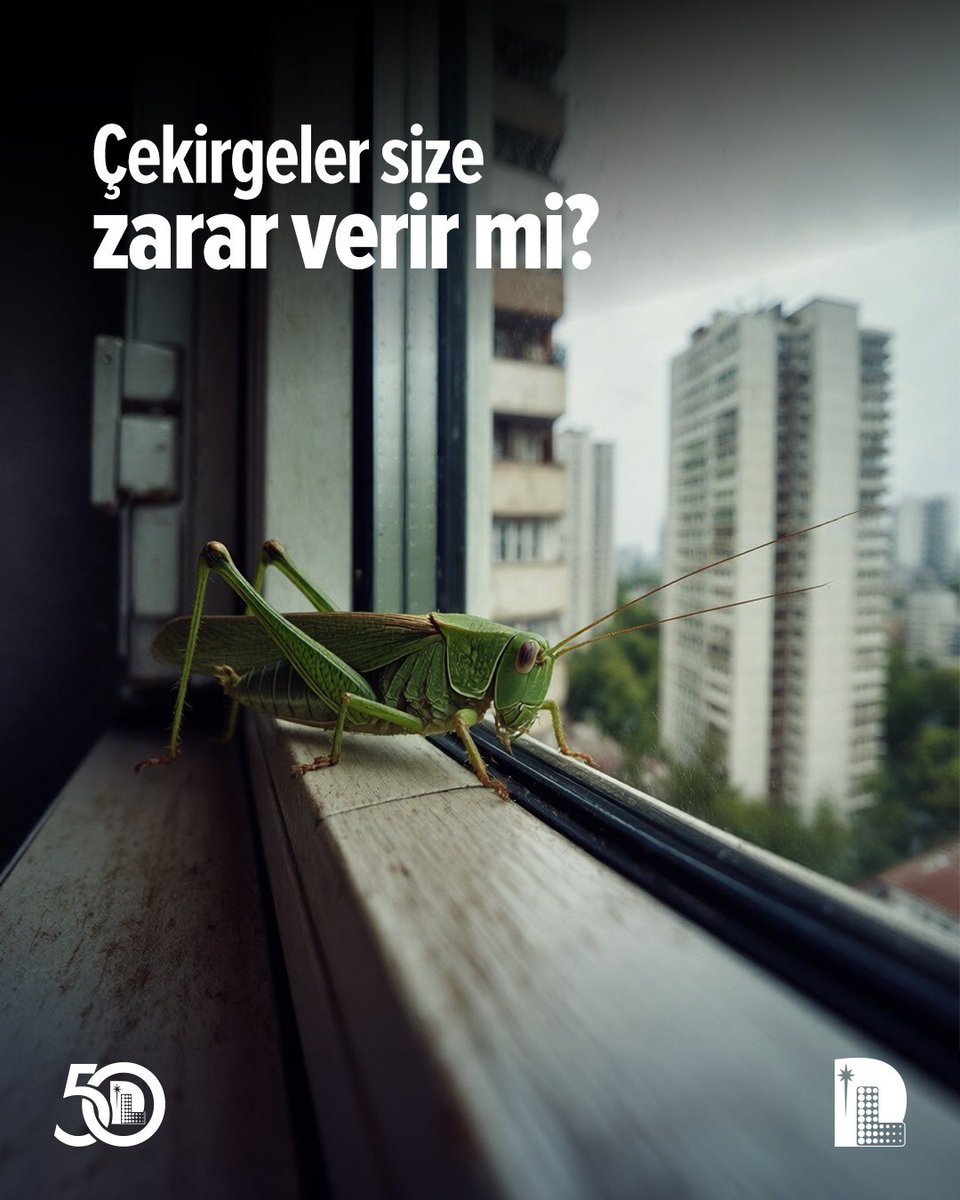 DLaboratuvari's tweet photo. 🦗 Çekirgelerden gerçekten korkmalı mıyız, yoksa asıl tehlike bahçemiz için mi?

⚠️ Son günlerde daha sık karşılaştığımız çekirgeler hakkında pek çok soru var! 

❓Çekirgeler size zarar verir mi?
❓Çekirge ısırığında ne yapılmalı?
❓Çekirgeleri bahçenize ne çeker?
❓Bahçeye ve eve girmeleri nasıl önlenir?

ℹ️ Çekirgeler çoğunlukla insanlar için ciddi bir sağlık riski oluşturmasa da nadiren ısırabilir, ciltte hafif tahrişe yol açabilir ve özellikle yoğun olduklarında bitkilere zarar verebilir.

🔍 Çekirgelerle karşılaştığınızda nelere dikkat etmeniz gerektiğini, bahçenizi nasıl koruyabileceğinizi ve hangi durumlarda önlem almanız gerektiğini sizler için derledik.

❗️Çekirge ısırığında ne yapılmalı? 👉🏻 Bir çekirge tarafından ısırıldıysanız:
✔️ Isırılan bölgeyi sabun ve suyla nazikçe yıkayın.
✔️ Şişlik veya hassasiyet varsa soğuk kompres uygulayın.
✔️ Ağrı varsa, sizin için uygunsa reçetesiz bir ağrı kesici kullanılabilir.
✔️ Kaşımayın, kaşıntı oluşursa kalamin losyonu gibi yatıştırıcı bir ürün kullanabilirsiniz.
✔️ Beklenenden daha büyük bir şişlik, yaygın döküntü, nefes darlığı veya enfeksiyon belirtileri görülürse, bir doktora başvurun.

🔗 Uzm. Dr. Tutku Taşkınoğlu'nun “Çekirgeler Size Zarar Verir mi?” yazısının tamamı için 👉🏻 https://t.co/tpxN9PV1s0

@Amipgiardia 

#DüzenSağlıkGrubu #GüncelSağlıkKonuları #Çekirge