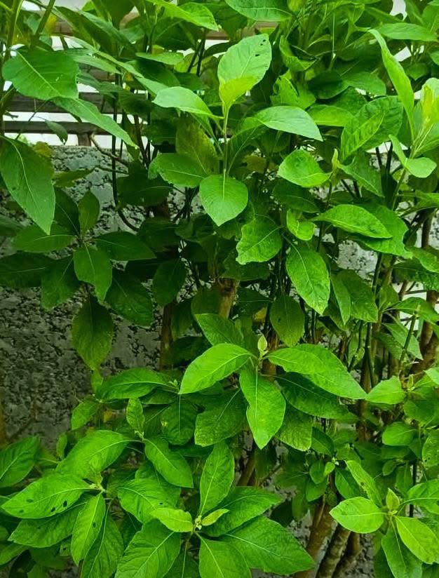 ThaOracleOfAges's tweet photo. Herbal remedy for Shortness of Breath.

ITEMS;

• Bitter leaves

• Tea spoon of clove

• Two cloves of garlic

• Two pieces of tumeric

PREPARATION 

Cut all ingredients into pieces or grate them; transfer in a clean pot and add like 3 sachets of water then boil for 10mins https://t.co/laMvk0D2xV
