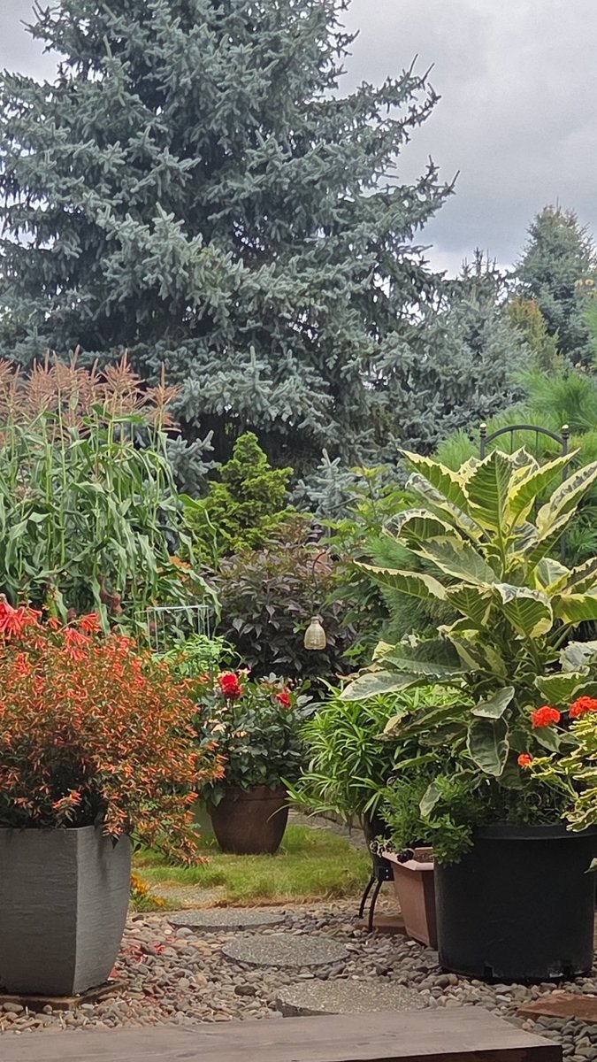MHPoison1's tweet photo. My garden makes me happy https://t.co/FgbA2RY79E