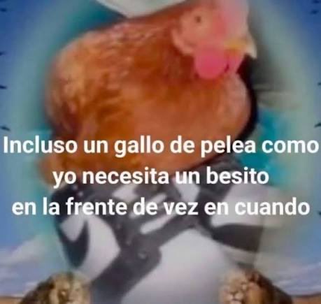 mariaalerin_'s tweet photo. ojalá fuera tan elocuente y fluida para exponer como lo soy pa pelear https://t.co/uJxVoNjG1A