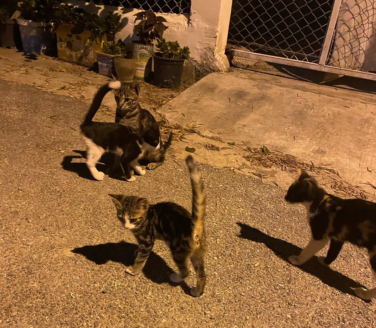ablasninfedaisi's tweet photo. Komşunun kedilerini doyurdum.. serrkaaan çocuklarını besliyom aç köpek https://t.co/aqYQGAUAFR