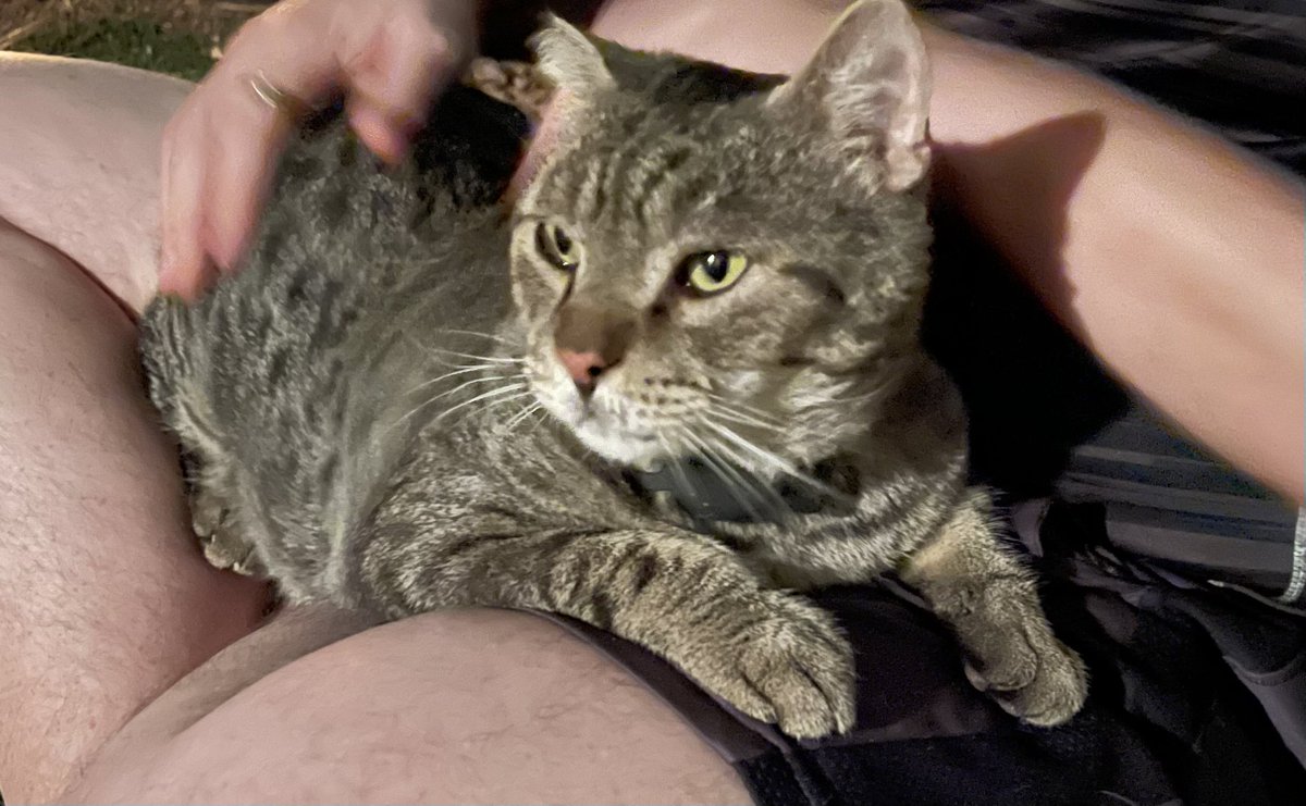babybeginner's tweet photo. Bruiser is on hubby’s lap!!!!  The Green Place of Petting has moved up a notch!   Bruiser has decided that laps are not such bad places to be! https://t.co/OQyCQTc7Ye