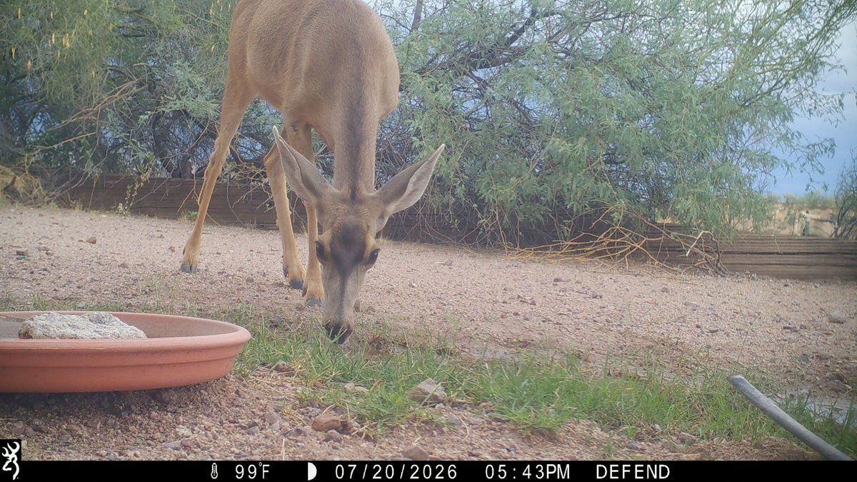 CrytzerFry's tweet photo. Visitors around the pond - caught on #cameratrap! Mule #deer; rock #squirrel; #roadrunner; northern #cardinal. https://t.co/UJXjrqV07A
