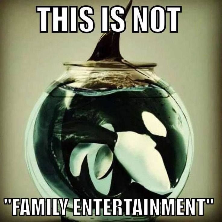 janischshane's tweet photo. Too many people have been conditioned and desensitized to captivity, as if suffering is somehow acceptable when it is hidden behind glass. I’m not saying everyone sees it this way, but far too many still fail to confront the cruelty in front of them. Very concerning  🐘🐬 https://t.co/0oXqsxC85W