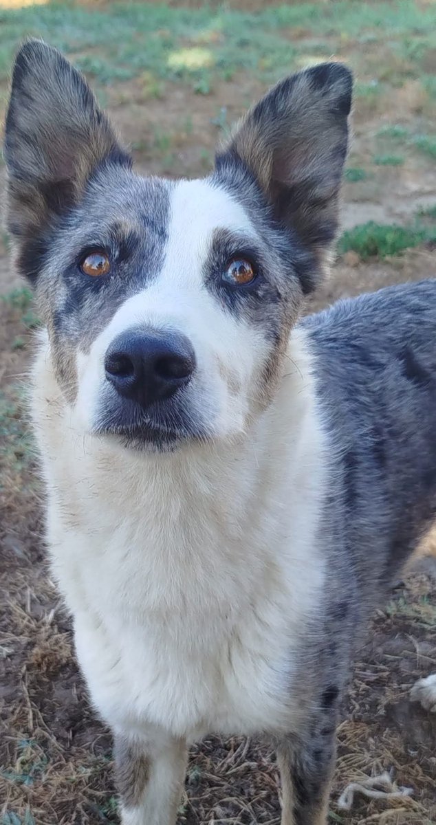 tiziana_55's tweet photo. Ricevo,BIELLA. lei e'Berta pastorina di 4 anni buonissima,sana, rinuncia di proprietà,vedete sto sempre più valutando quanta gente di 💩 c'è ! Aiutatemi a trovare una bella casetta a questa creatura sfortunata.
info whatsapp 3474442897 https://t.co/W4UBZpR9Vn