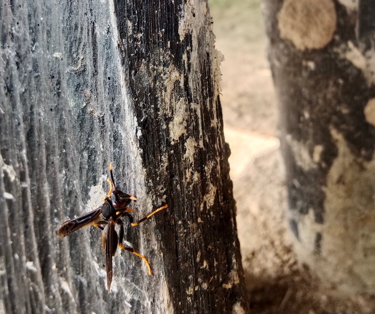 MalvenSilva's tweet photo. El fin de semana pasado, estando con mi papá y mi hijo en el establo de @Buenavista_Camp, me picó una avispa; era una “patiamarilla”, bastante grande y altanera. Hacía muchos años que no vivía esa experiencia, pero si ustedes tienen la oportunidad, desaprovéchenla; duele como... https://t.co/QJkZQmjonG