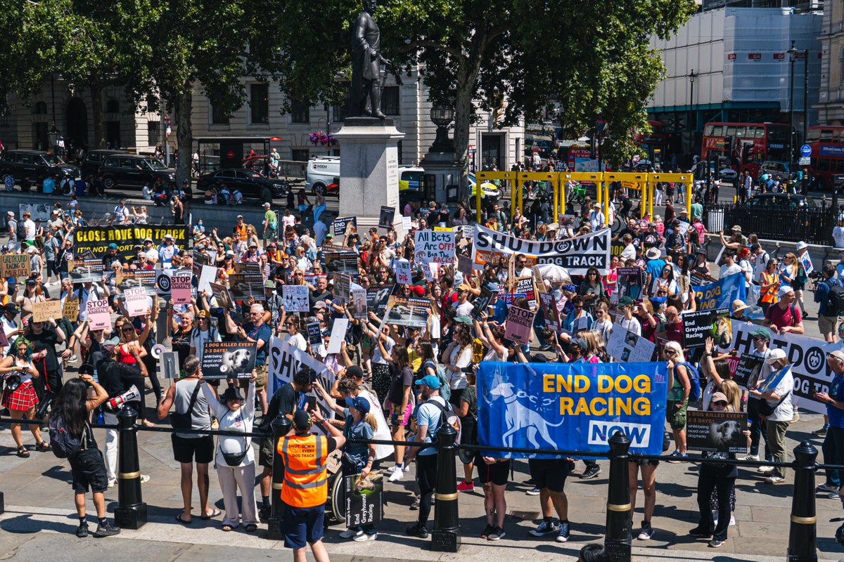 AnimalAid's tweet photo. Yesterday, we marched through London for every greyhound exploited by the racing industry.  

Thank you to everyone who joined us and made your voice heard. 🤍  

Together, we'll keep fighting until greyhound racing is history. https://t.co/zSsw7M7s1Q