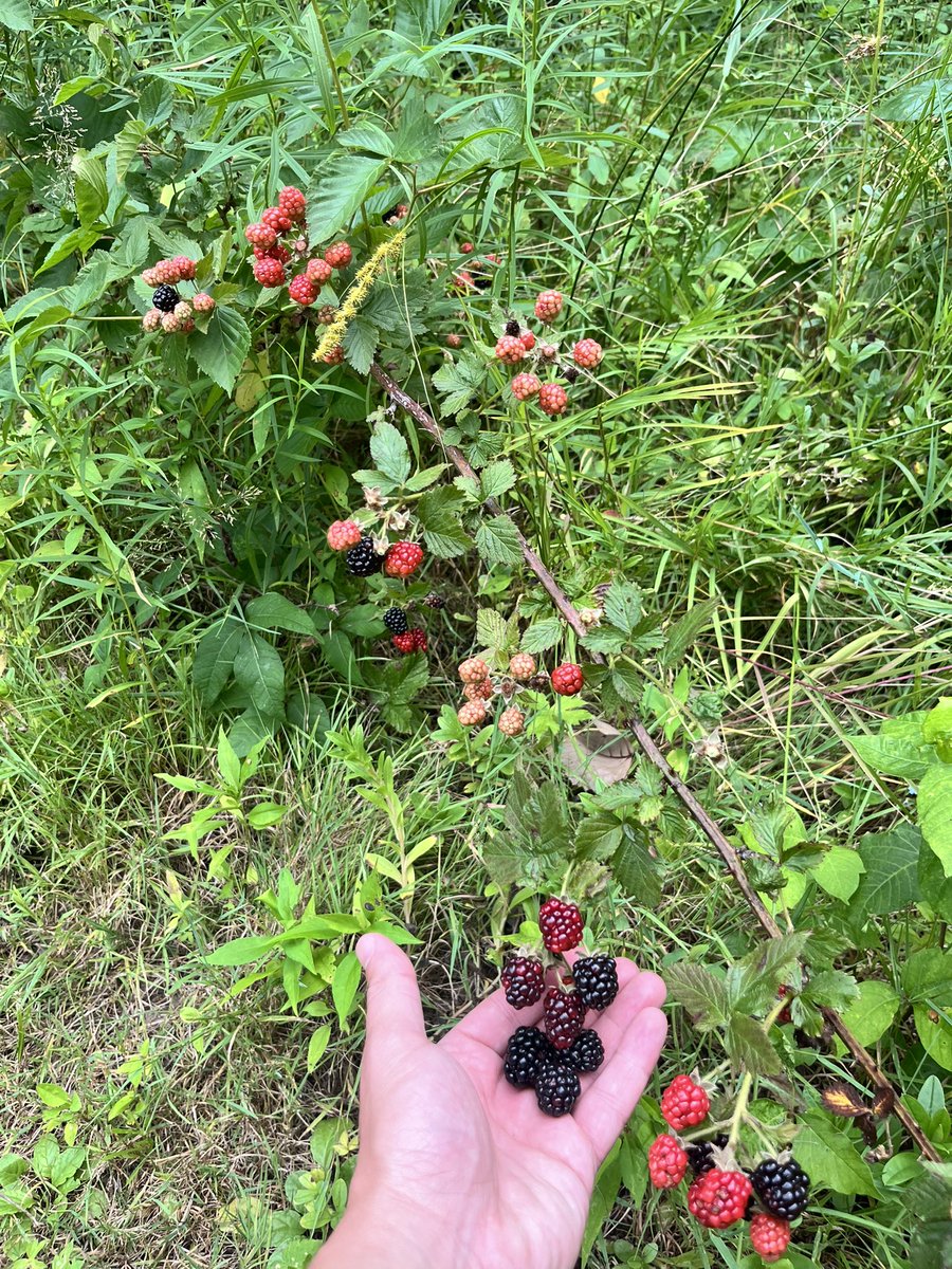 BlakeBrodar's tweet photo. Found some more  wild blackberries growing out back https://t.co/JUOPNU804E