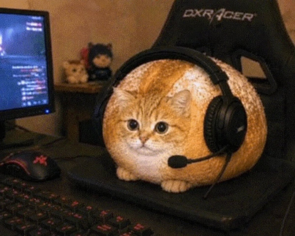 breadcatpf's tweet photo. monitoring the situation

$breadcat https://t.co/X5nav6CPAL