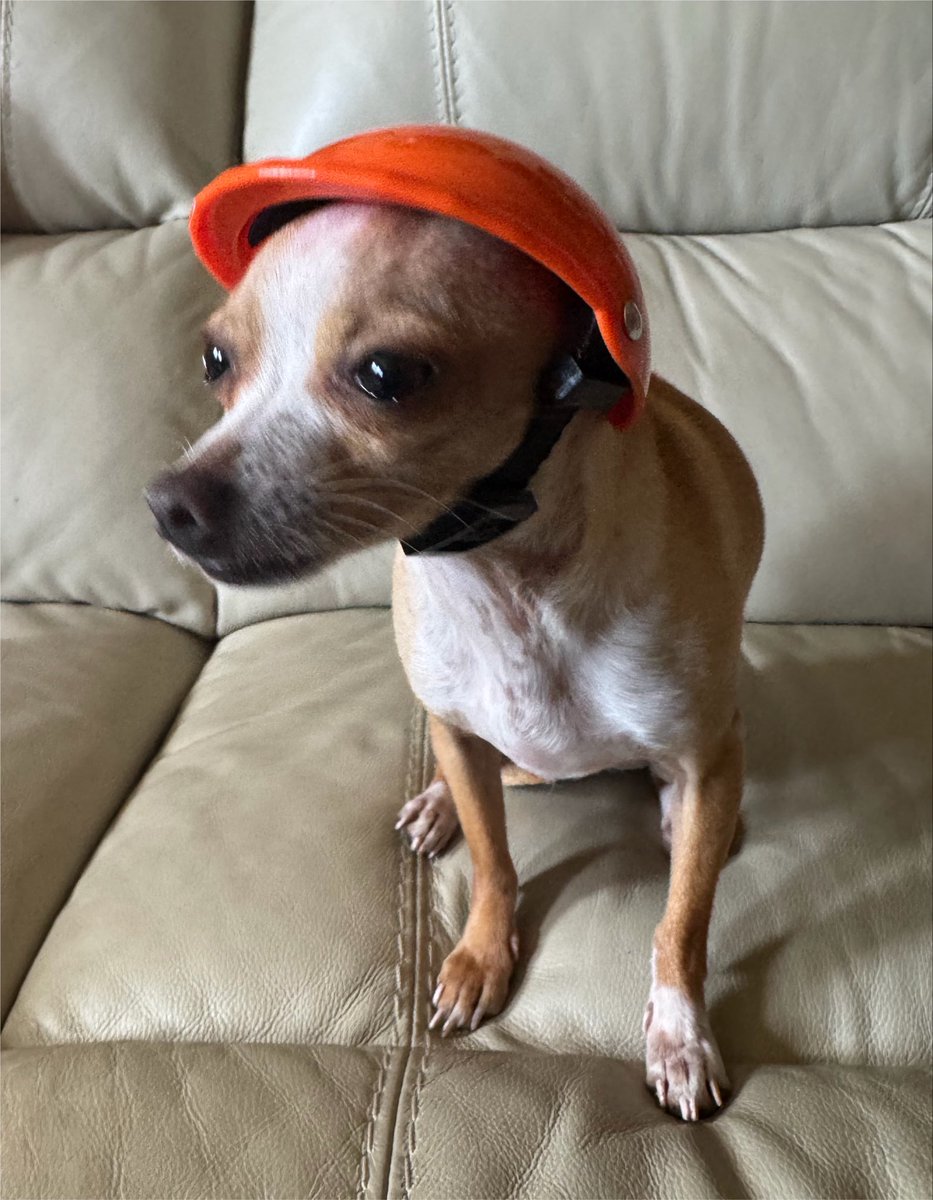 SatsChiChi's tweet photo. Got my #bitcoin chain from @CryptoCloaks (doggie size) and my bitcoin skateboard - gotta wear a helmet when I ride though https://t.co/eNyOBN1HiG