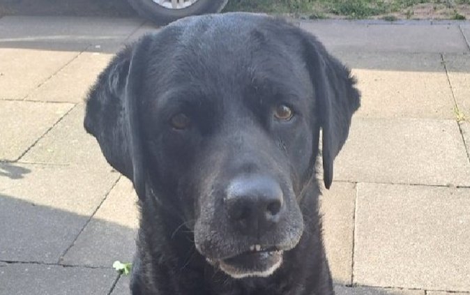 antrojak's tweet photo. Digby Sunyay pretty good. Bacon and scrambly egg brekkie. Good snoozles and walk. Mum hate Sunyay without Dad and Dan . I say be more #Digby , Mum https://t.co/6yr8Q7jm24