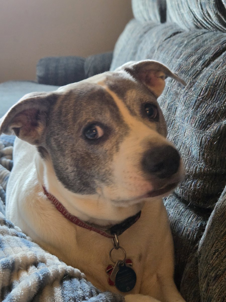 Isley23's tweet photo. Apparently someone wasn't getting enough attention 🐕♥️😂 https://t.co/hY2PubYWHt