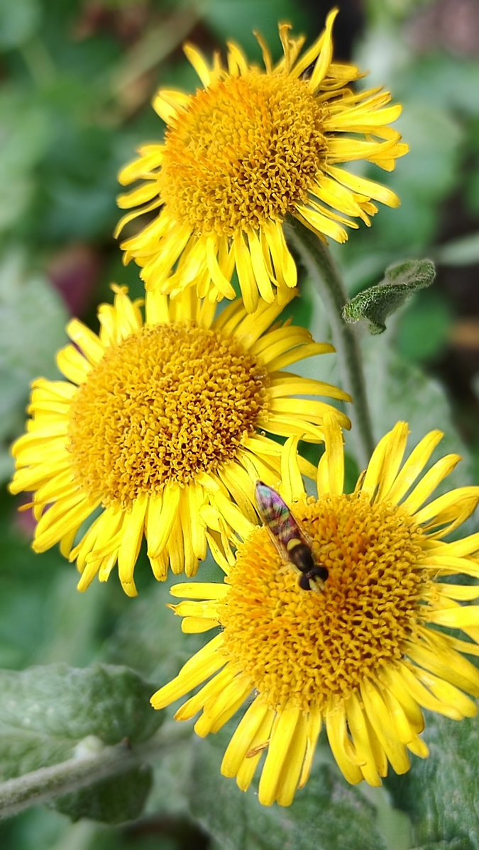 s4r4h_l's tweet photo. #Wildflowerhour from my garden! Next to my #nomow lawn common fleabane has popped up and today this tiny hoverfly appeared to feed too. @wildflower_hour @BSBIbotany #Lancashire https://t.co/npkt6Vmp4q
