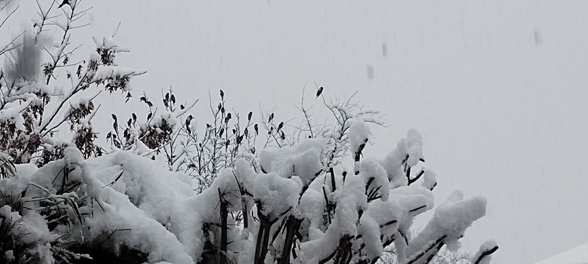 gabidebolson's tweet photo. Nieve en El Bolsón https://t.co/l7MYn12ZzS