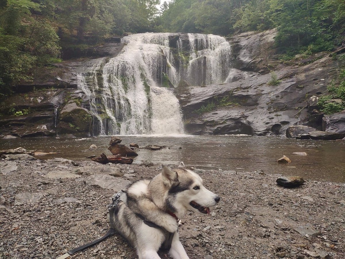 Waterfall_Hero's tweet photo. Morning light on Bald River Falls and a quick scramble down to Baby Falls with Amaroq 🐾 One of my favorite spots in the Cherokee National Forest, the water was running strong and the gorge felt peaceful. #husky #amaroqthebold #BaldRiverFalls #CherokeeNationalForest https://t.co/5fyXSpvXWC