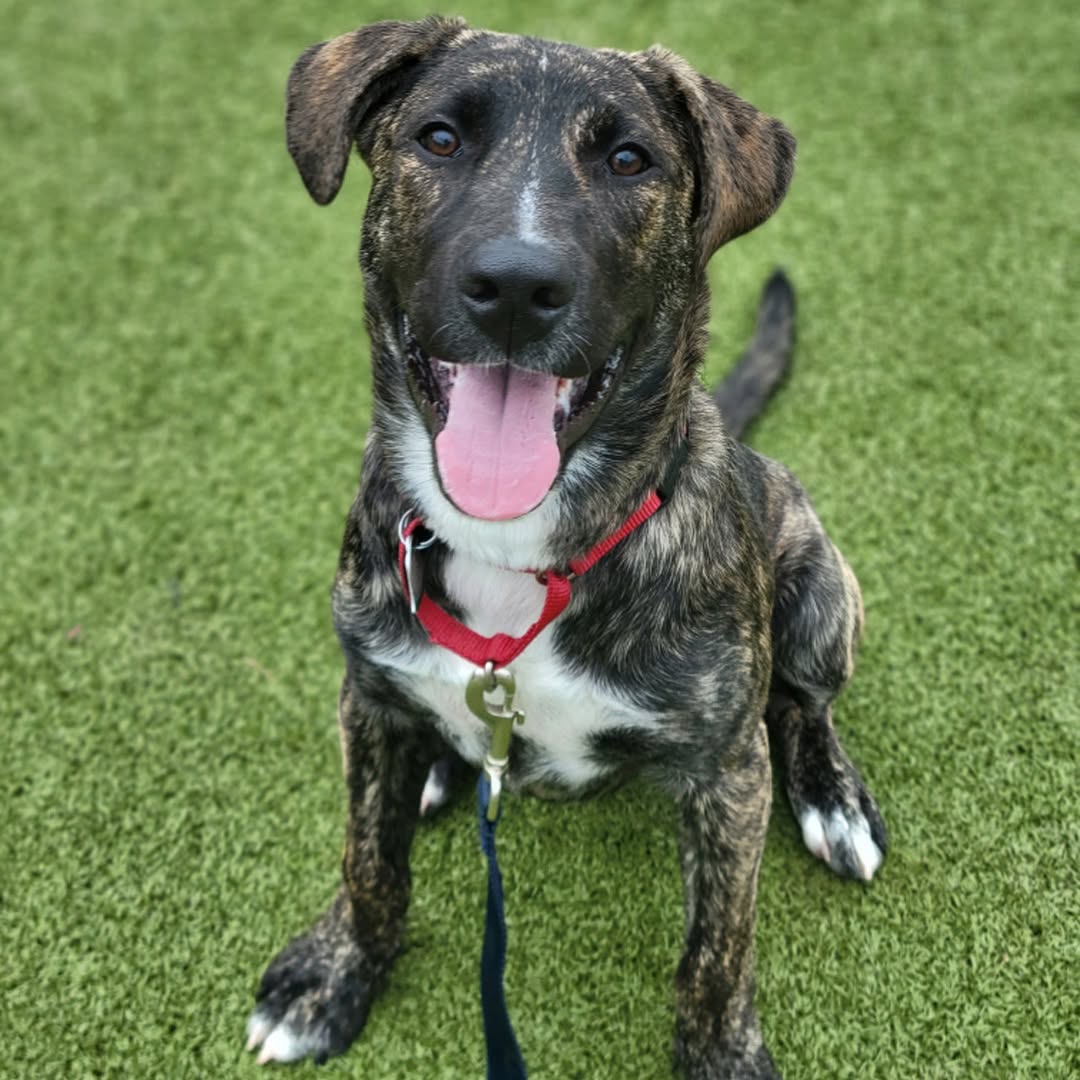 AnimalLeague's tweet photo. 💔 Jack's smile has never faded... even after waiting far too long for a family to call his own.

Adopted as a six-month-old puppy, Jack (#G23298) was heartbreakingly returned just days later for being "too much puppy." Now 3 years old, this handsome Hound mix from Georgia is still waiting for someone to give him the chance he's always deserved.

Jack is an active, affectionate goofball who loves to run, play, and then lean in for all the love he can get. He's looking for an experienced adopter who can provide structure, guidance, and plenty of adventures. Jack gets along well with other dogs and would love to meet any potential canine siblings to ensure it's the perfect match.

Behind that big smile is an even bigger heart—one that's been waiting far too long to belong to someone.

Come meet Jack at our Port Washington, NY Adoption Center. His forever family could be just one visit away. 💛🐾

#AdoptJack #AdoptDontShop #RescueDog #GetYourRescueOn