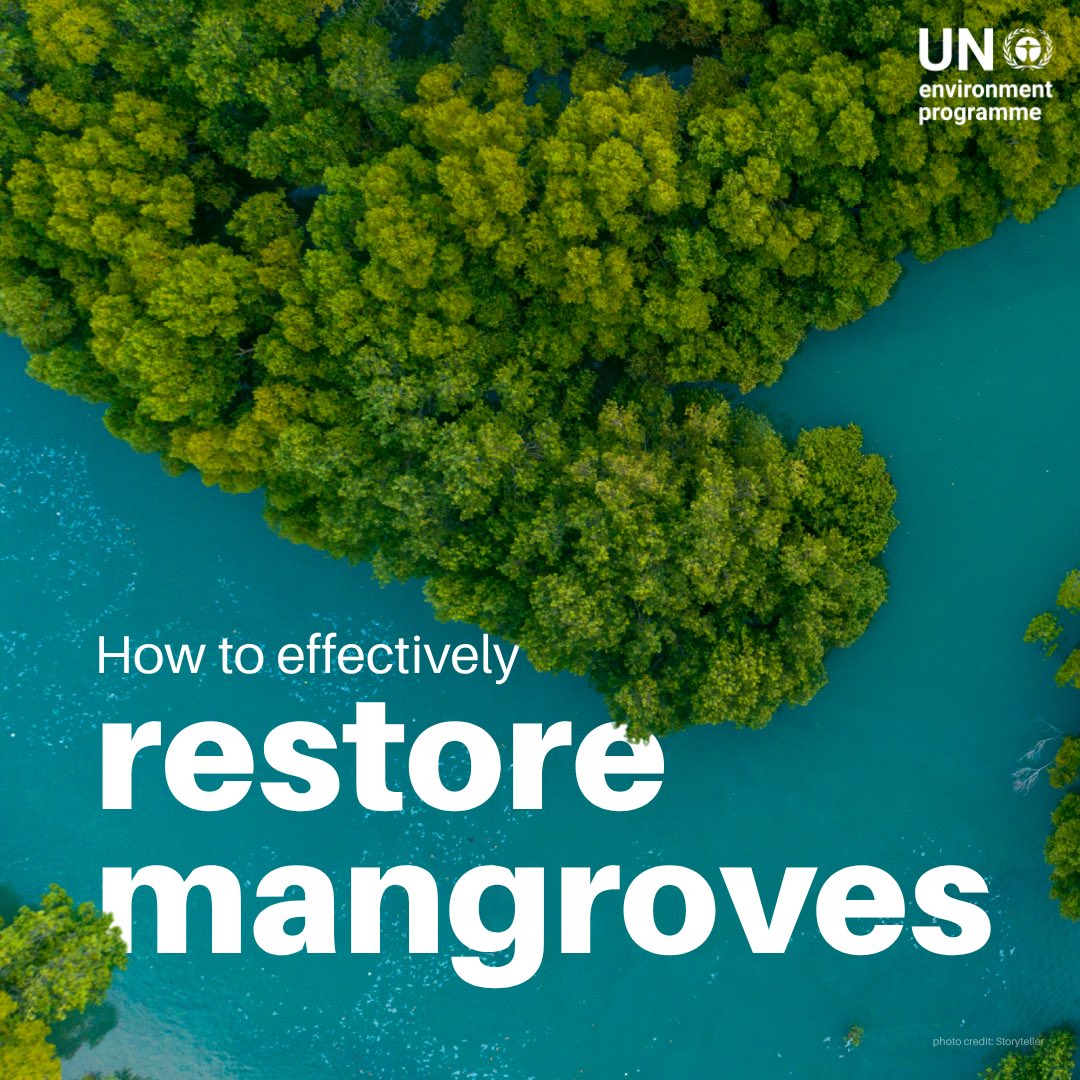 UNEP's tweet photo. Interest in large-scale mangrove restoration is growing, but success depends on aligning all stakeholders—NGOs, govts, scientists, and communities—around science-based, inclusive approaches.

🌿 #GenerationRestoration guidelines by @Mangroves: https://t.co/4ryyXajI9i https://t.co/rOeMzGmSTm