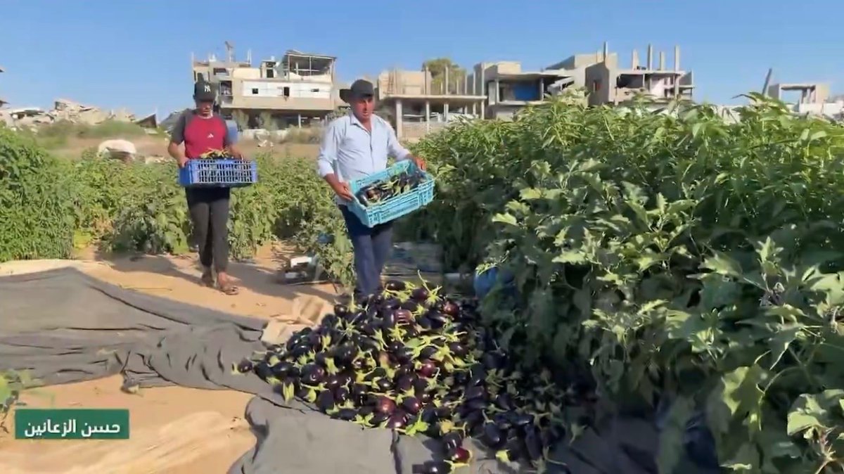 AbubakerAbedW's tweet photo. In devastated northern Gaza’s Beit Lahia, farmers defied the israeli genocide scars and planted and harvested their fields. 

Eggplants and Molokhia are fresh and glossy, but farmers are still struggling to continue amid lack of necessities and water, reports @HasanAlzanin https://t.co/GdHSdUPVCX