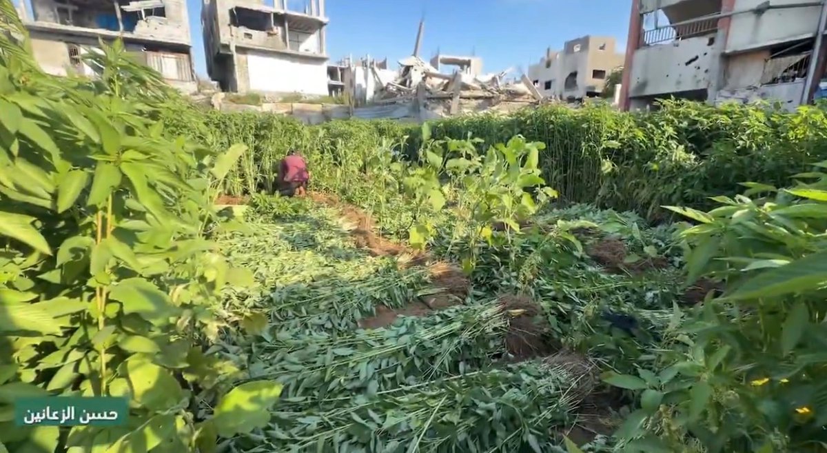 AbubakerAbedW's tweet photo. In devastated northern Gaza’s Beit Lahia, farmers defied the israeli genocide scars and planted and harvested their fields. 

Eggplants and Molokhia are fresh and glossy, but farmers are still struggling to continue amid lack of necessities and water, reports @HasanAlzanin https://t.co/GdHSdUPVCX