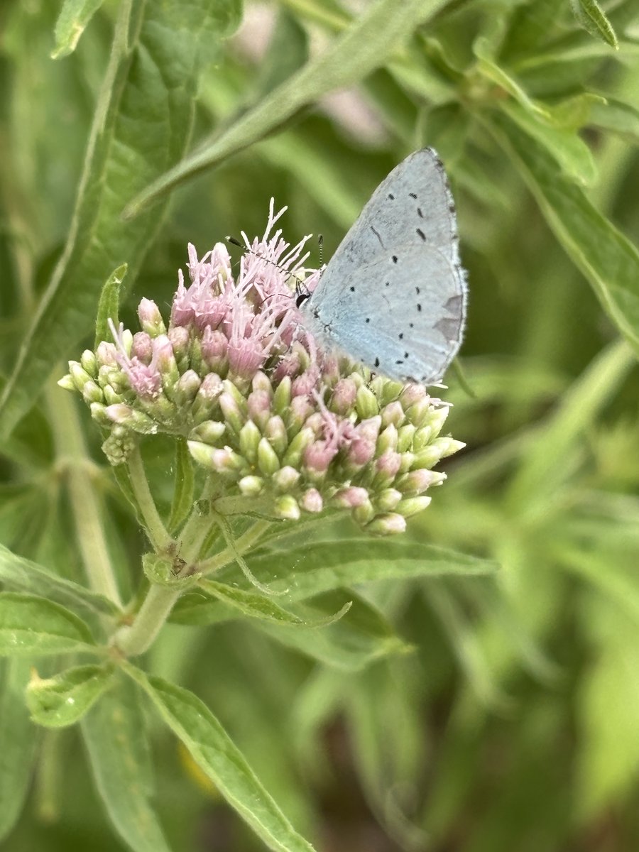 edmondslyn's tweet photo. Hemp Agrimony, Eupatorium cannabinum, whose nectar-rich clusters of pink and white flowers are a favourite with butterflies such as this Holly Blue, Celastrina argiolus
#WetlandPlants  #InternationalBogDay2026 #WildflowerHour @wildflower_hour https://t.co/QwdR2BluLD