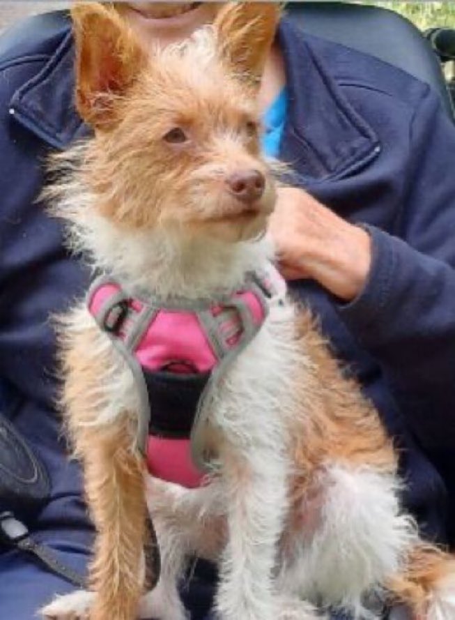 LisaClareRead2's tweet photo. Please RT
Tilly went missing on 16th May 2026 from Picktree Lodge #ChesterLeeStreet #DH3 #NorthEast
She’s a Portuguese Podenco, please report sightings 🙏
Thank you 💕🐾
https://t.co/OUBQzzRWv9
#StolenDogHour #missingdog #CountyDurham https://t.co/8odxSFK3fH