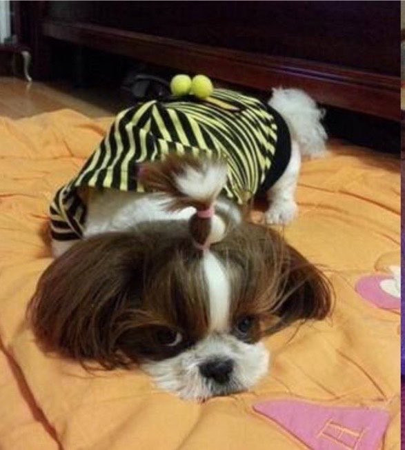 jhopecentric's tweet photo. to celebrate national dog photography day, here are some adorable photos of mickey, dolled up by hobi 🐶🐾 https://t.co/p059NyAspg