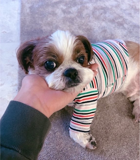 jhopecentric's tweet photo. to celebrate national dog photography day, here are some adorable photos of mickey, dolled up by hobi 🐶🐾 https://t.co/p059NyAspg