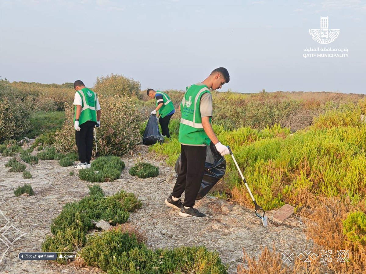 qatif_mun's tweet photo. فعّلت #بلدية_القطيف، بالشراكة مع عدد من الجهات، مبادرة جذور خضراء بمناسبة #اليوم_الدولي_لصون_النظام_الإيكولوجي_لغابات_المانجروف، بمشاركة 50 متطوعًا ومتطوعة؛ لتعزيز الوعي البيئي ودعم استدامة البيئة الساحلية.

#أمانة_المنطقة_الشرقية https://t.co/Gh01g7CO4h