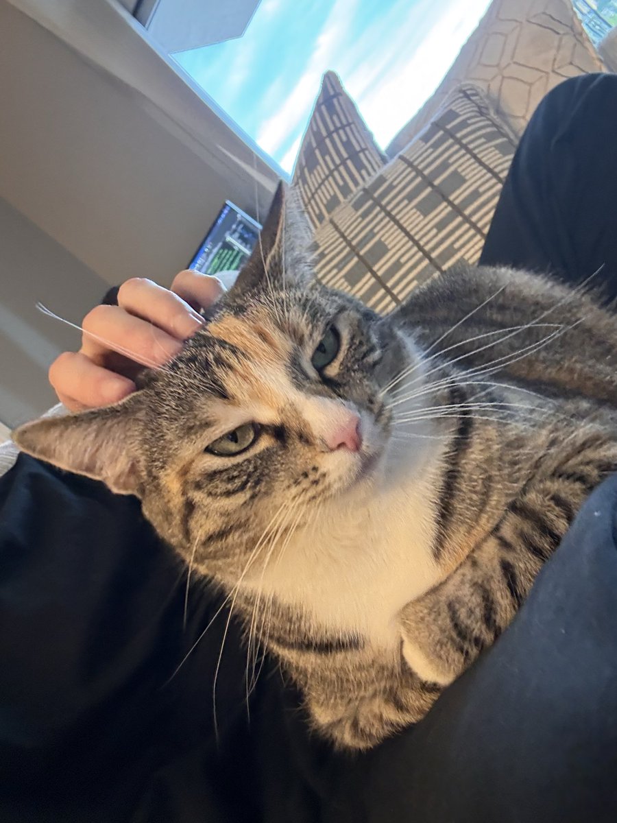 cartbog's tweet photo. as soon as she realizes i’m on the couch she rushes over to lay on me <333 https://t.co/ov4yLQaT2K