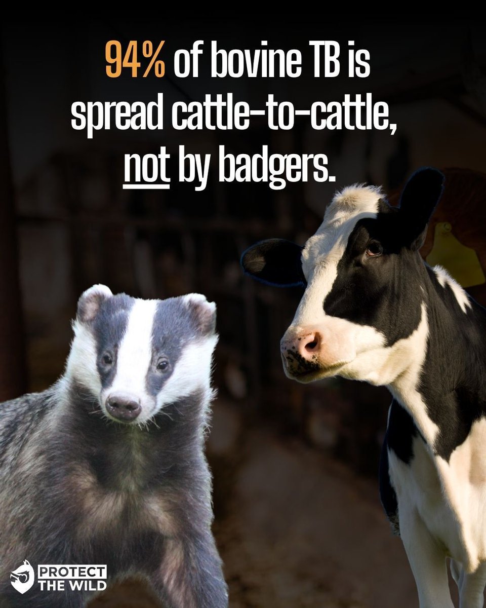 ProtectTheWild_'s tweet photo. 94% of bovine TB is spread cattle-to-cattle. So why is the answer to shoot badgers? You can't solve a cattle disease by shooting wildlife! https://t.co/AfDsnUb6TO