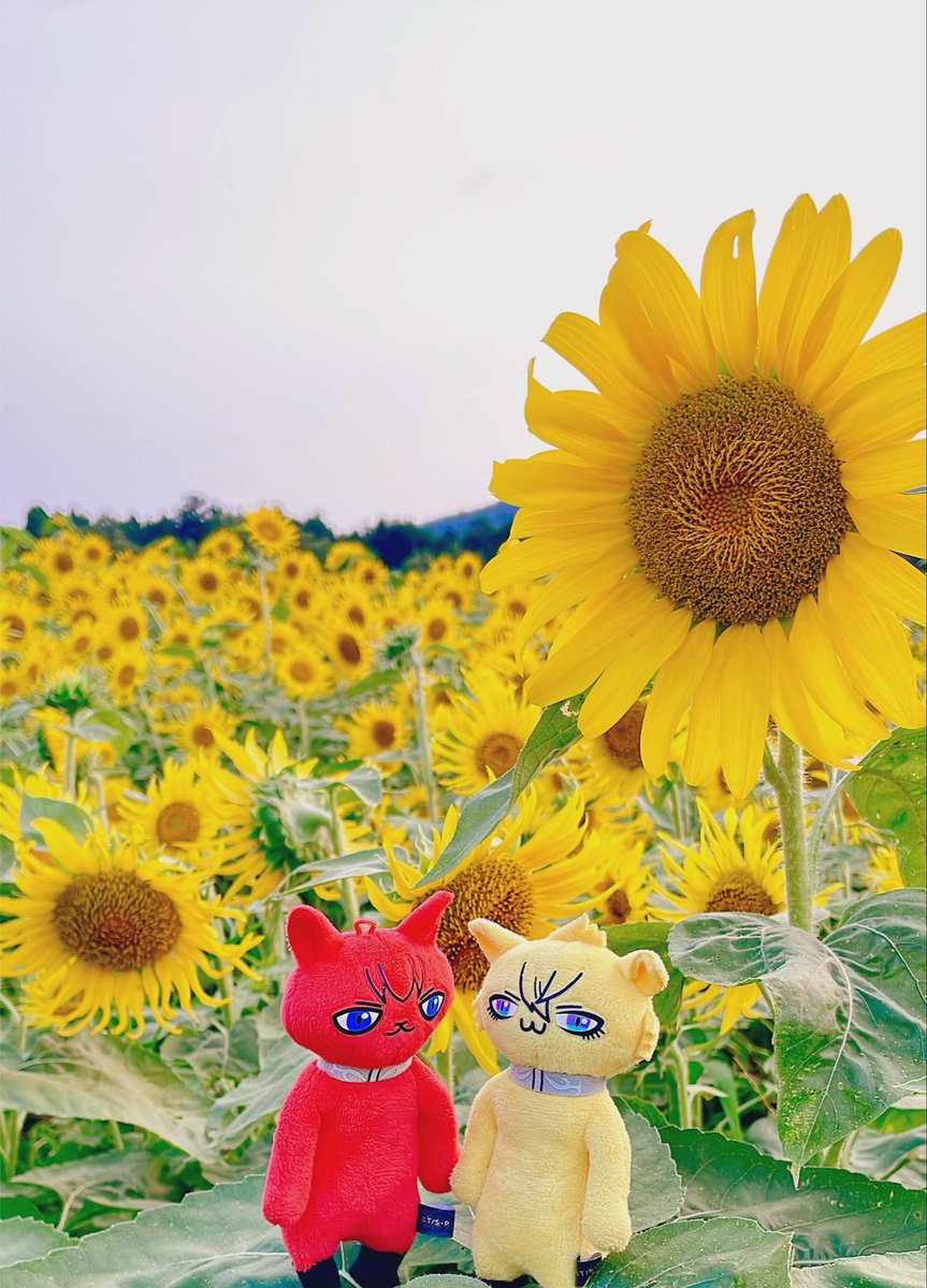 violight450's tweet photo. https://t.co/Rlq65wfRcF