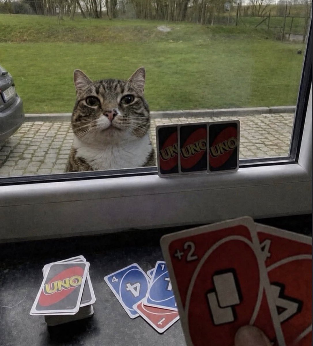 catsbeiingcats's tweet photo. https://t.co/P5qC9TXtbQ