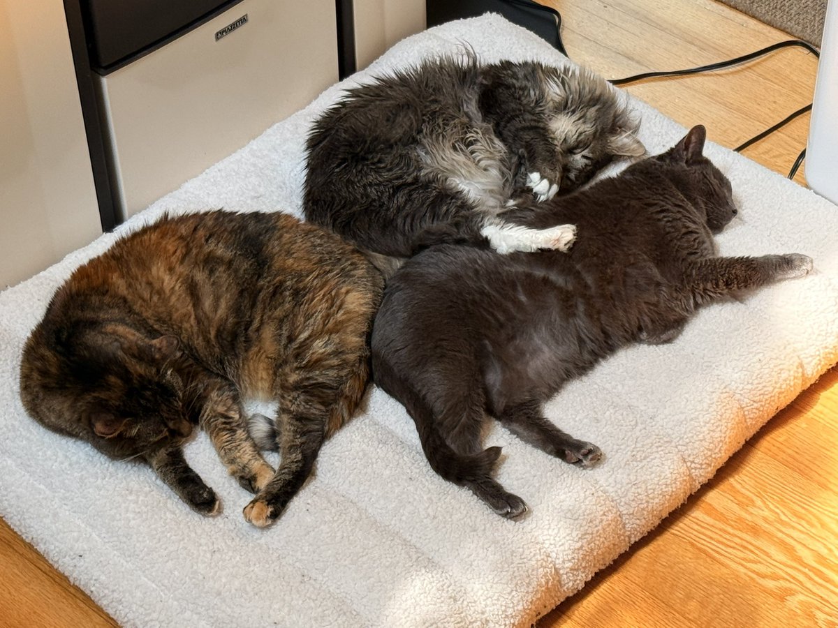 drsarah's tweet photo. こんにちは、日本 ニキ!!!

もしこれをご覧になっているのであれば、寝ているはずです。 💤 https://t.co/UyAl0UOBXZ