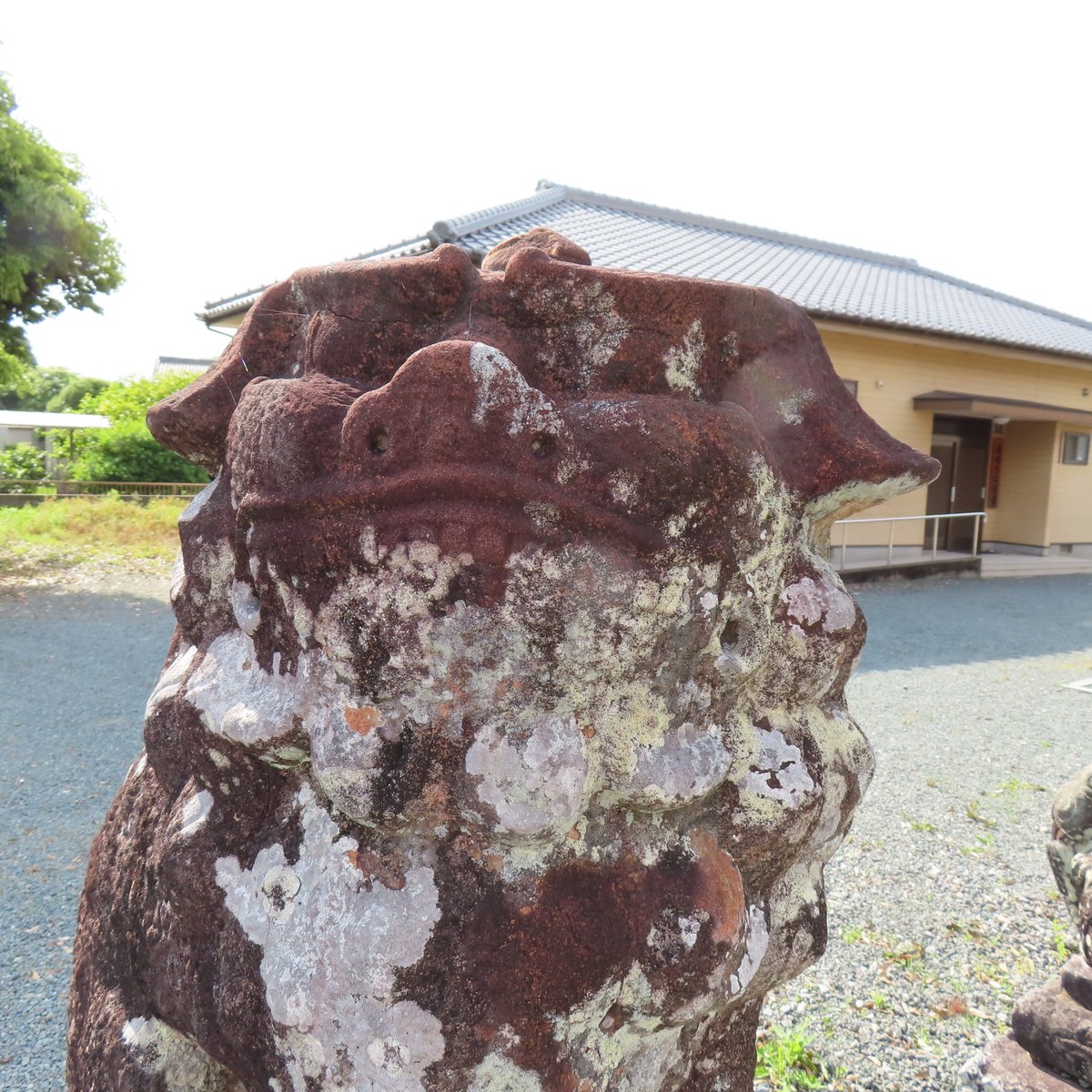 komainu1000's tweet photo. 夜明神社　久留米市大善寺町夜明の狛犬さん①

#狛犬 #狛犬さん #獅子 #石獅子 #参道狛犬 #神殿狛犬 #こまいぬ #阿吽
#神社 #神社巡り #神社参拝
#狛犬巡り #狛犬愛好家 #狛犬マニア #狛犬探訪 #狛犬ハンティング #狛犬巡り #狛犬さんぽ #狛犬サイクリング #狛犬バカ一代 https://t.co/gNKLgbgR4z