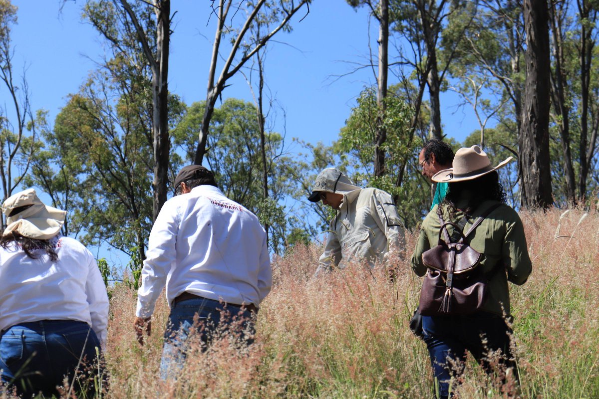 JIvanHerrera_'s tweet photo. Un gobierno de territorio trabaja sin descanso. Hoy realizamos una jornada de reforestación en el Cerro de Amalucan, sumando esfuerzos con el pueblo y con Grupo FEMSA, gracias a las gestiones del presidente municipal @pepechedrauimx. 🌳✨

Acompañado por el equipo de la @AmbientePuebla, supervisé en campo la tasa de supervivencia de los árboles plantados el año pasado con #RaícesDelFuturo.

 ¡Cuidar lo sembrado es asegurar el futuro verde de #Puebla! 💚🇲🇽
#MedioAmbiente
#IvánHerrera