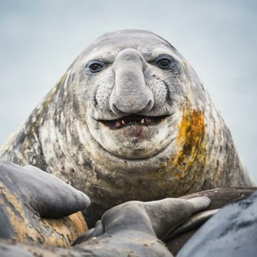 PupperFlips's tweet photo. THIS CHUD LOOKING SEAL HAS BECOME A HUGE MEME IN JUST A FEW HOURS!! 🤣🤣

Probably the ugliest looking chud seal we've ever seen 🤣

This post will 100% keep going more viral throughout the whole day

https://t.co/ykv6ImVlgZ https://t.co/LOGBCyAjwY