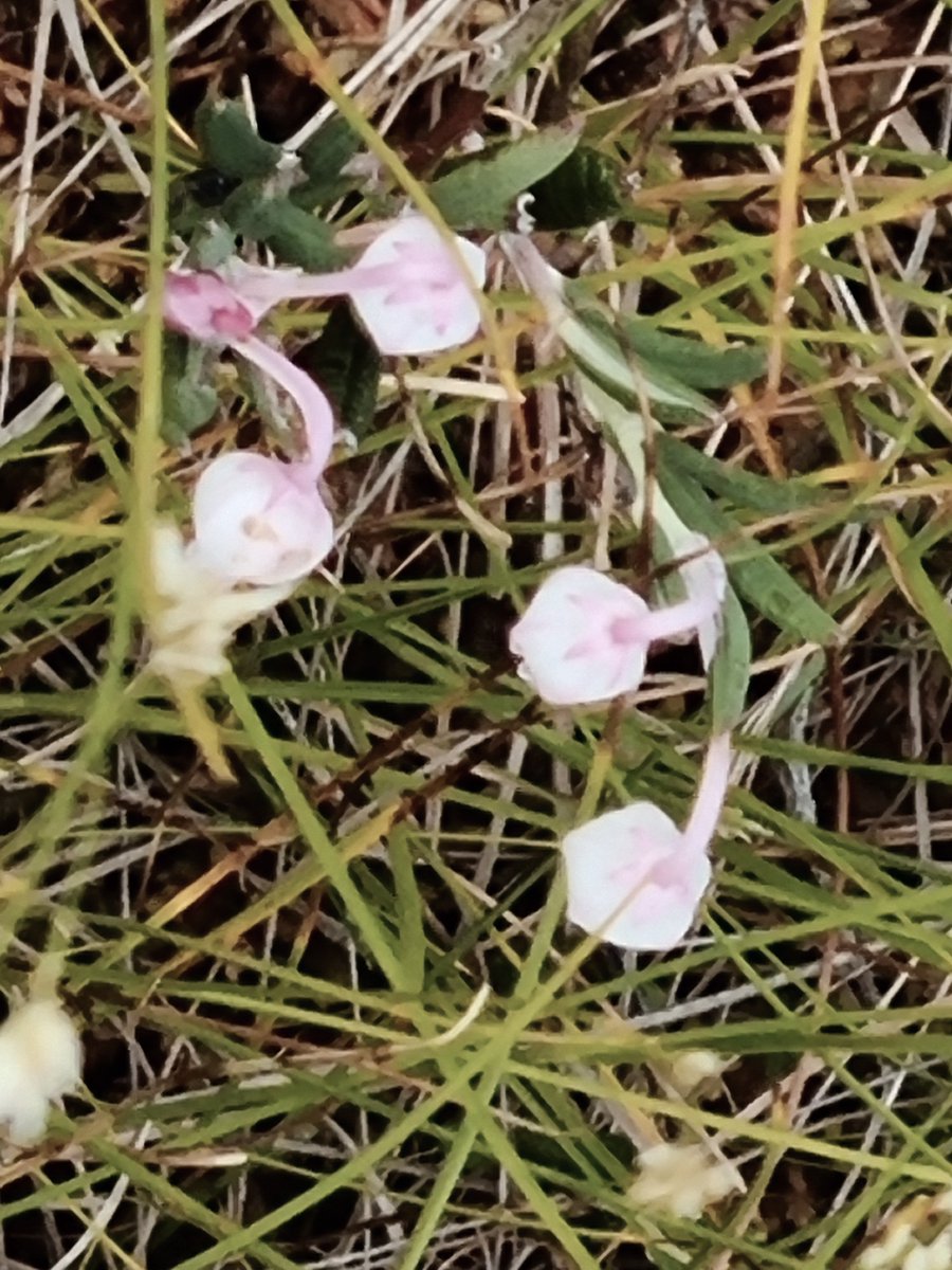 SheilaG17662835's tweet photo. #wildflower_hour #wetlandplants. We went to look for bog plants at Glasson Moss NNR on the #Solway today. It was all a bit dry but we found some nice things including baby Lizards. #Cumbria @BSBIbotany
@wildflower_hour https://t.co/dCbTtyRwO5