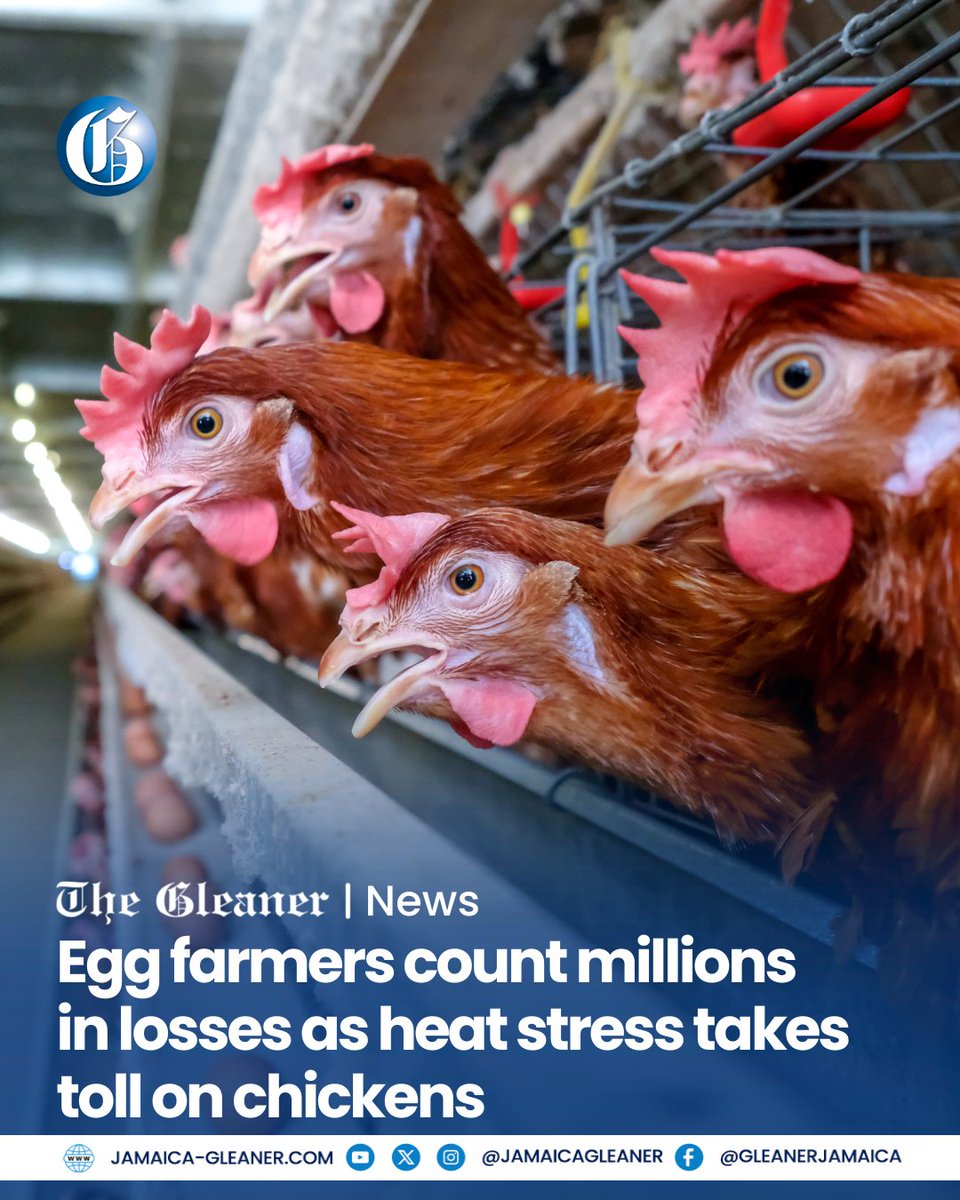 Jamaica Gleaner tweet media