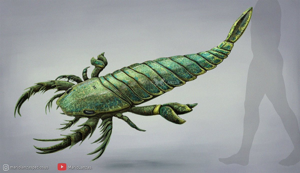 mariolanzas5's tweet photo. PENTECOPTERUS, from the ✨new video✨: https://t.co/DlO6MoCCV1 to animals of the Ordovician period 🦐 #pentecopterus #ordovician #paleoart #eurypterida https://t.co/7v9qgx1LVY