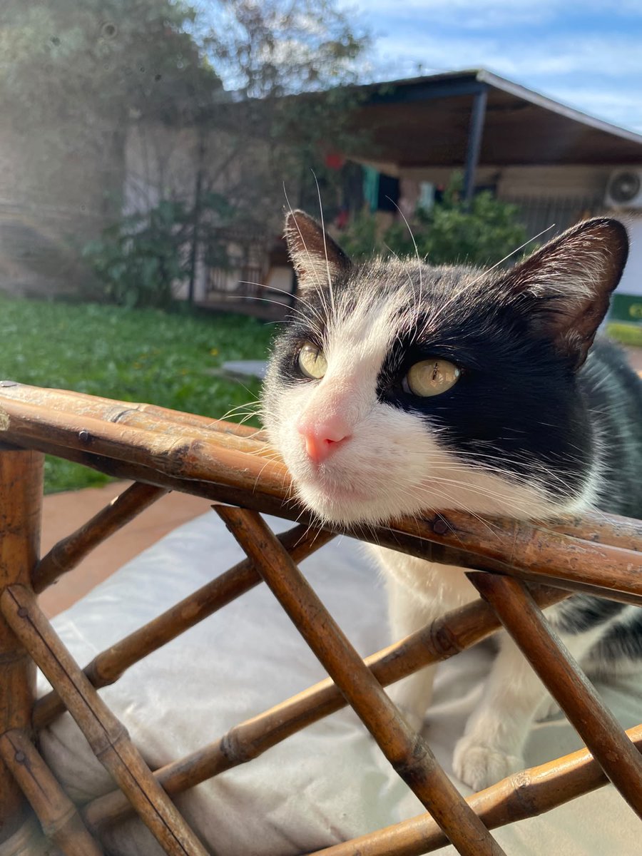 lihuelita's tweet photo. Este bombón es Shelby. Tiene aprox un año, es dócil y mimoso y busca una familia definitva.
Está castrado y desparasitado. 
(11)6211-4504

Gracias por difundir. https://t.co/yD1Ar0jN0K
