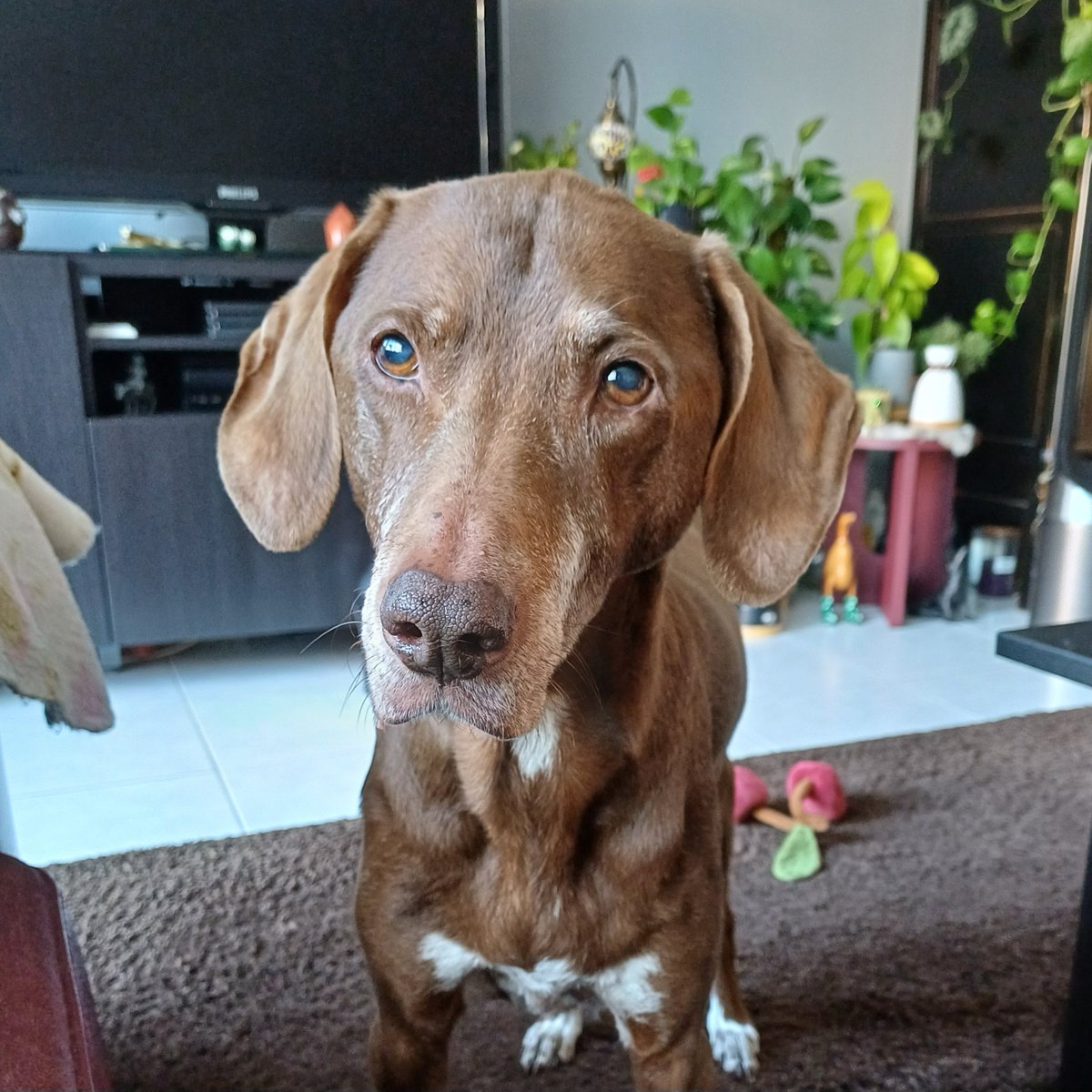 ditisCindy's tweet photo. @Ingeborgvraagt Nadat we onze hond in maart moesten laten gaan is het stil hier... https://t.co/Az3dUhu7Os